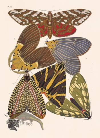 Seguy Butterfly 14